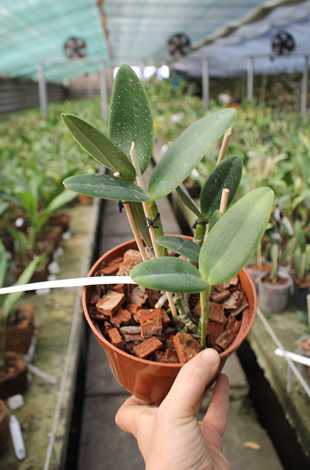 Cattleya intermedia orlata 'Pedra Azul' x intermedia 'Quantum'.jpg