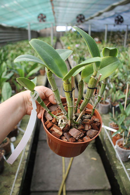 Cattleya intermedia orlatao 'AWZ' x intermedia 'Quantum'.jpg