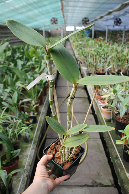 Cattleya amethystoglossa 'Corrego do Cachorro' XXX x Cattleya amethystoglossa 'Palmira'.jpg