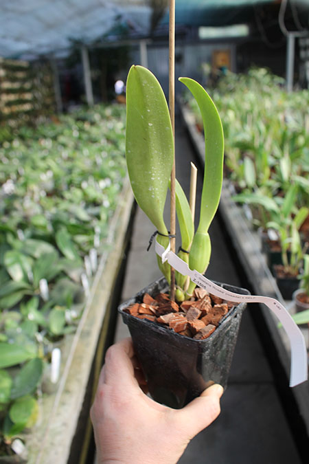 Cattleya dowiana 'Rosea' (rosada) x SELF.jpg