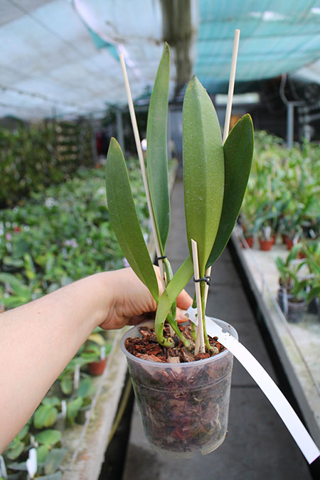 Cattleya warscewiczii caerulea 'La Floresta' x self.jpg