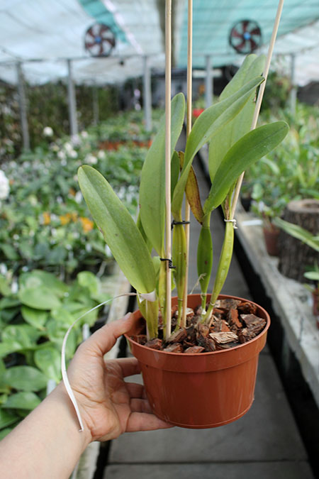 Laelia tenebrosa 'Fumacina Fujita' x Laelia tenebrosa extra XXX.jpg
