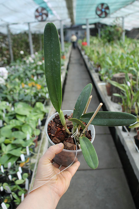 Laelia crispa alba 'Blanca' SELF.jpg