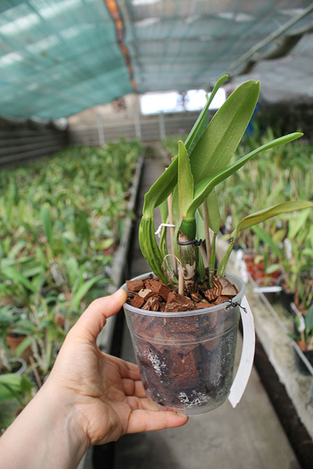 Cattleya percivaliana tipo 'Kawasaki' x Cattleya percivaliana 'Selecao'.jpg