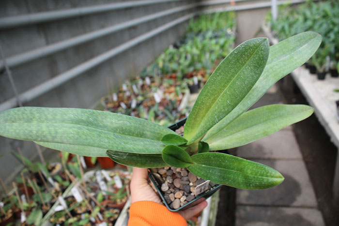 Paphiopedilum Dollgoldi.jpg