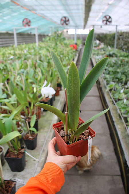 Cattleya labiata coerulescens 'Da Norma Dreher' x self.jpg