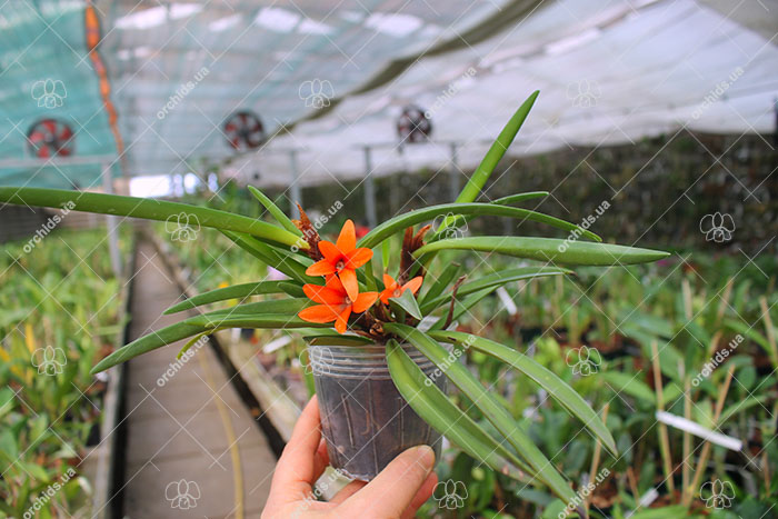 Ceratostylis rubra.jpg