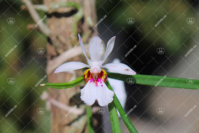 Holcoglossum wangii.jpg