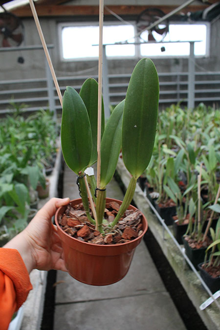 Cattleya lueddemanniana coerulea 'Pedra Azul' XXX x lueddemanniana coerulea 'Monte Verde'.jpg