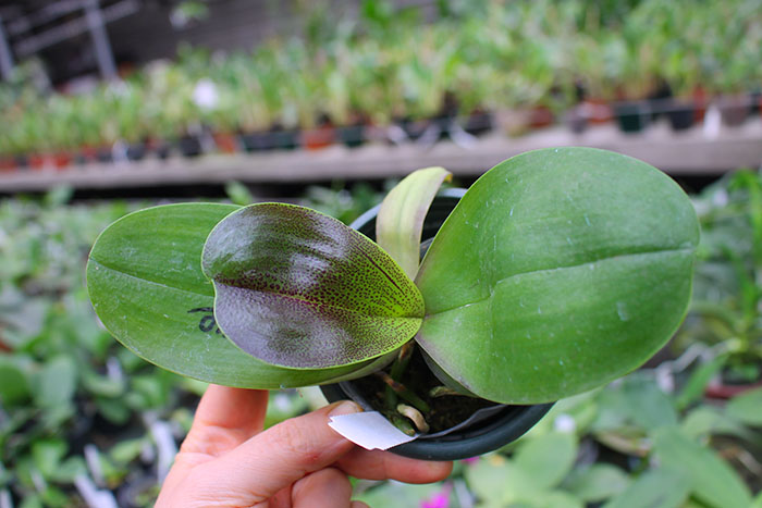 Phalaenopsis Mituo Sun 'Mituo#2' x Mituo King Bellina.jpg