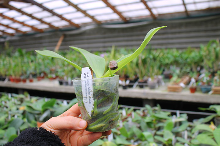 Phalaenopsis (Yungho Gelblitz x venosa) x lueddemanniana Yungho.jpg