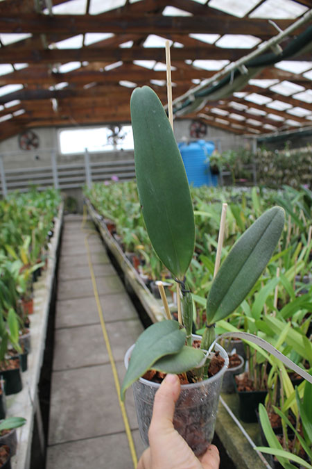 Cattleya jenmanii orlata 'Pacaraima' x SELF.jpg