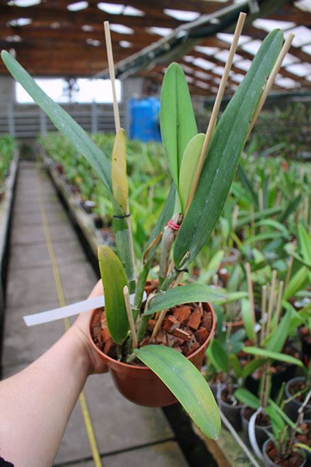 Cattleya maxima (Z-521) x Cattleya maxima rubra (Z-456).jpg