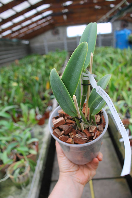 Cattleya maxima semi alba 'AWZ' x SELF.jpg