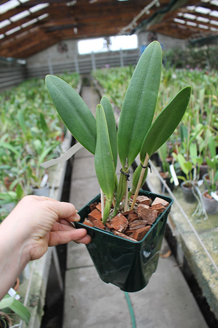 Cattleya eldorado tipo XXX x Cattleya eldorado rubra.jpg