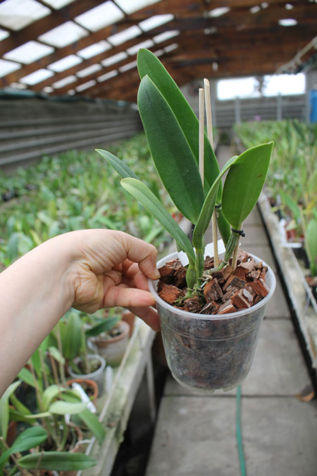 Cattleya eldorado 'Rainha Azul' x eldorado concolor.jpg