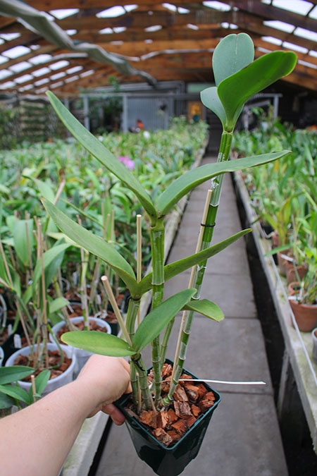 Cattleya guttata amarela sem pintas 'Onca Parda' x SELF.jpg
