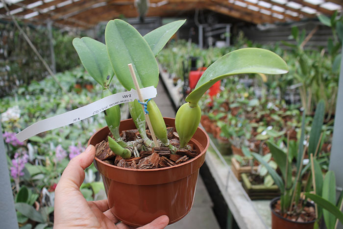 Cattleya trianae coerulea (40-8) x SELF.jpg