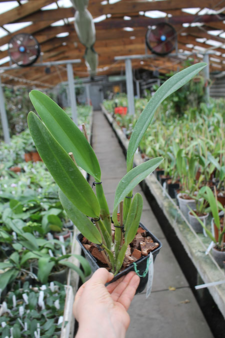Cattleya mendelii semi-alba 'Carlos Arango' x self.jpg