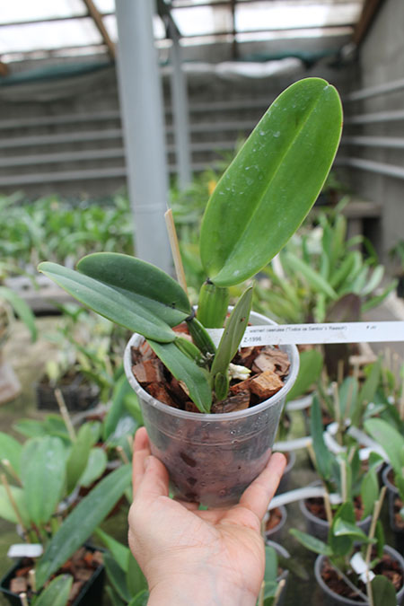 Cattleya warneri coerulea 'Todos os Santos' x warneri coerulea 'Raasch'.jpg