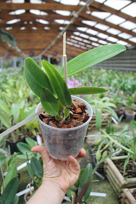 Cattleya warneri concolor 'Z-300' x warneri striata 'EC'.jpg