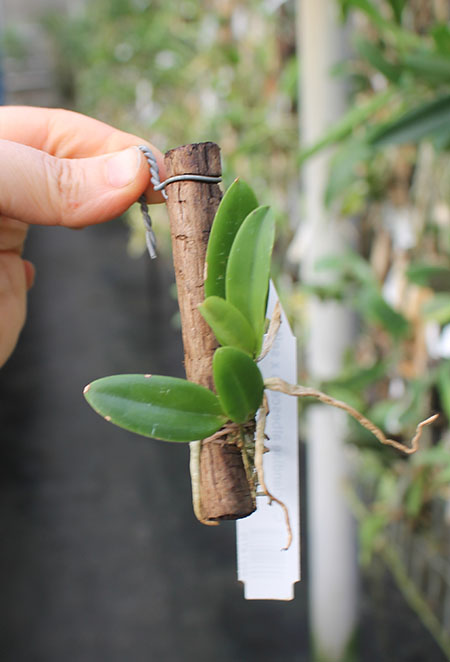 Cattleya aclandiae albescens x self.jpg