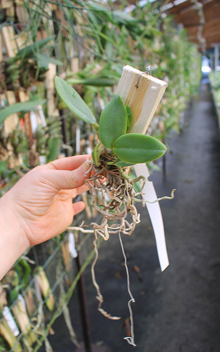 Cattleya warneri alba 'Jaco Silva' x schilleriana albina 'Biala' (1).jpg