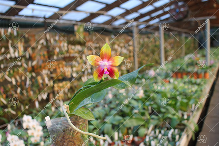 Phalaenopsis Tying Shin Fly Eagle.jpg