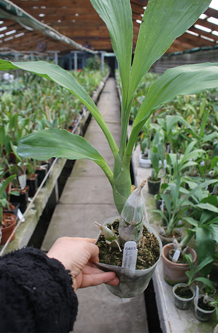 Clowesetum JEM’S Dragon Tears ‘SVO’ x Catasetum Orchidglade ‘Davie Ranches’.jpg