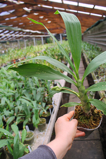 Cycnodes Wine Delight.jpg