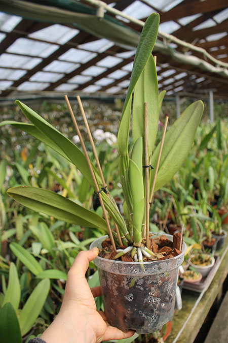 Brassolaeliocattleya George King 'Serendipity'.jpg
