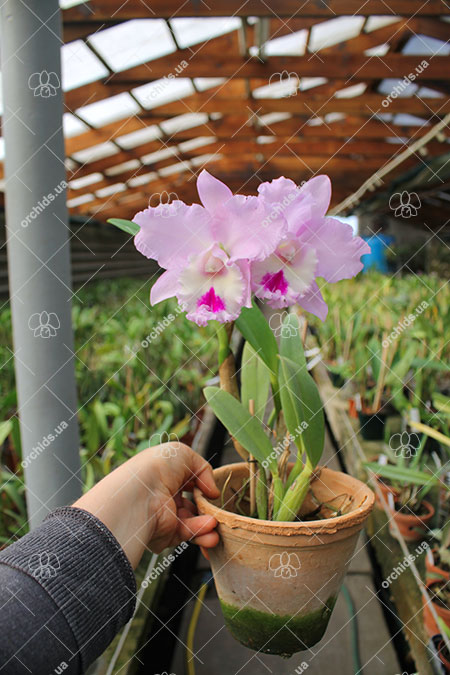Brassocattleya Chief Pink 'Diana'.jpg