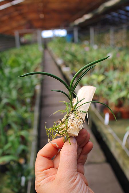 Angraecum scottianum 4N.jpg
