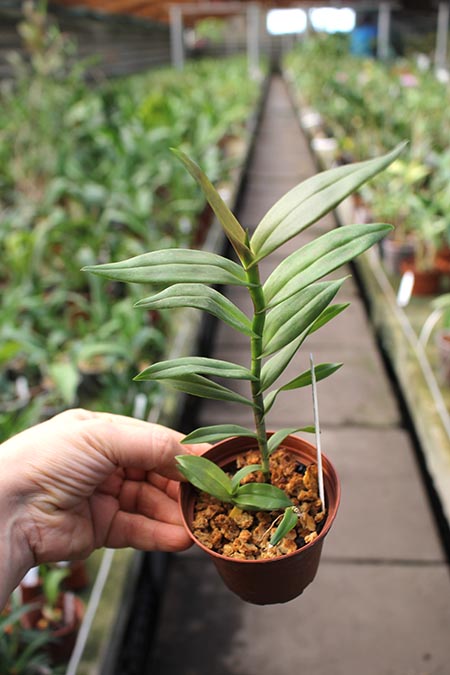 Epidendrum pseudepidendrum.jpg