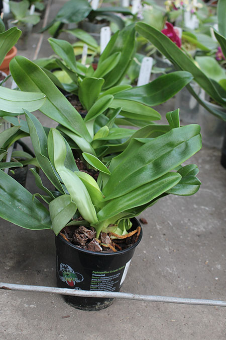 Paphiopedilum Sorcerer's Stone.jpg