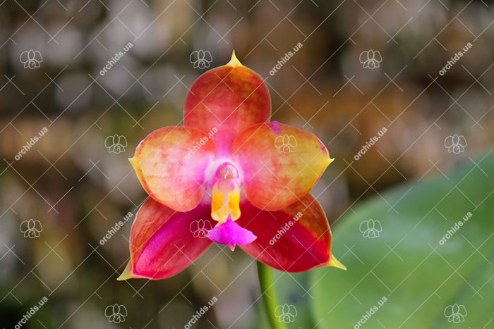 Phalaenopsis LD's Bear King 'YK-14' x Miro Super Star.jpg