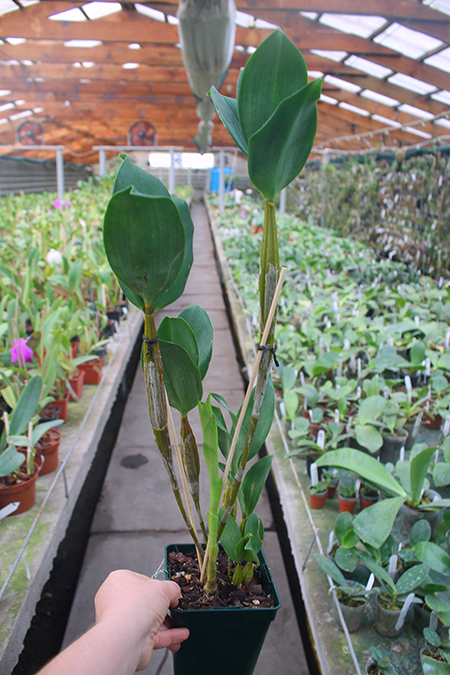 Dendrobium Bruce Gordon.jpg