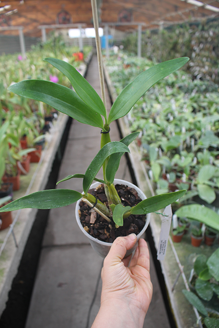 Dendrobium Joyce Kelly (johnsoniae x spectabile).jpg