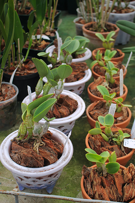 Cattleya walkeriana coerulea 'Blue Titan' 4N x self.jpg