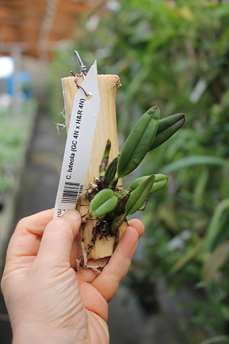 Cattleya luteola (GC 4N x H&R 4N).jpg