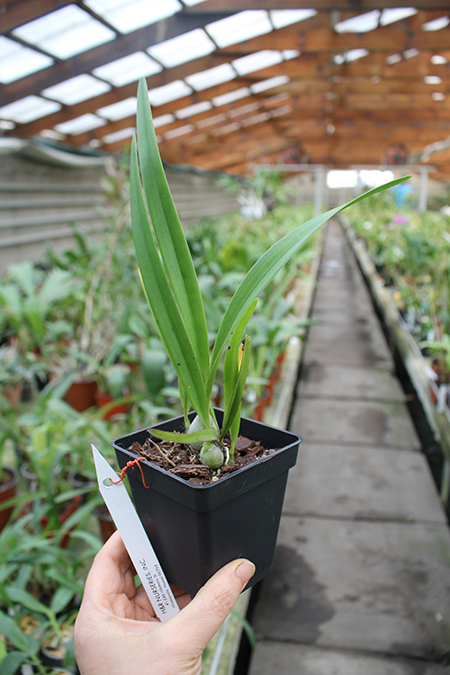 Encyclia Jan Ragan (profusa x fowliei).jpg