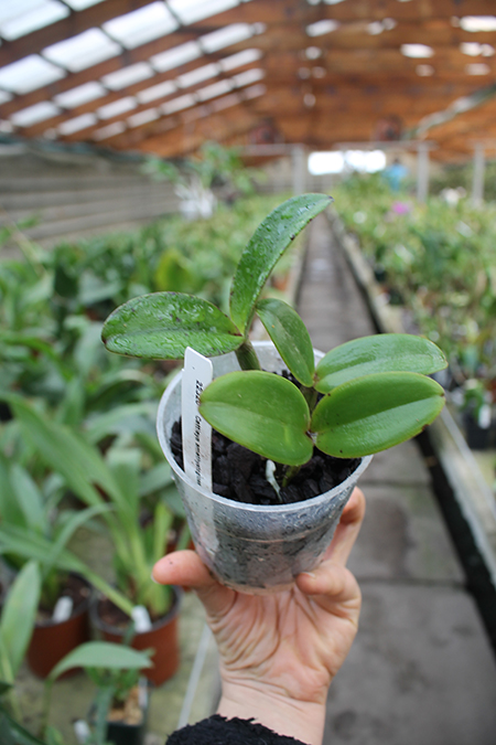 Cattleya amethystoglossa ʻH&Rʼ 4N.jpg