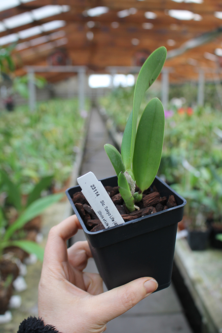 Sophrolaeliocattleya Tokyo Life.jpg