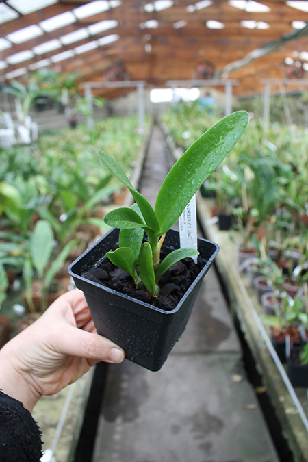 Cattleytonia Why Not (yellow) 4N x sib.jpg