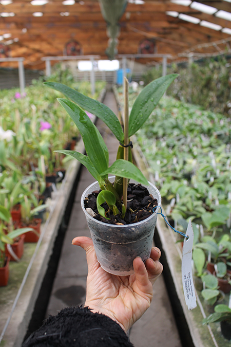 Dendrobium Sherry Abe (Peter Shen x spectabile).jpg