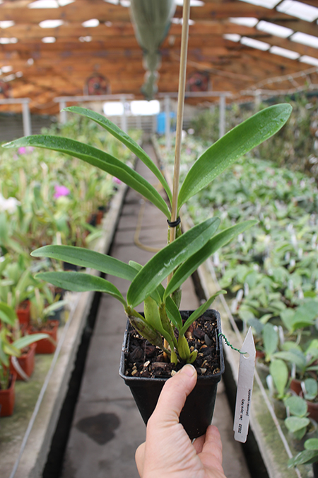 Dendrobium Joyce Kelly (johnsoniae x spectabile).jpg