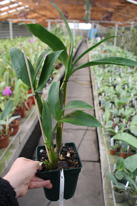 Dendrobium Fire Wings (Big Alex x Silver Wings) (4N).jpg