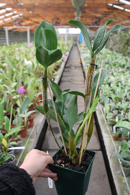 Dendrobium Bruce Gordon.jpg