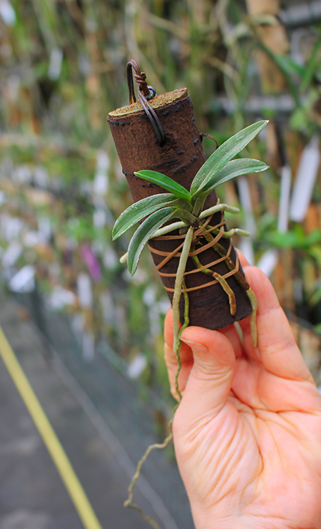 Neofinetia falcata Suikaden.jpg