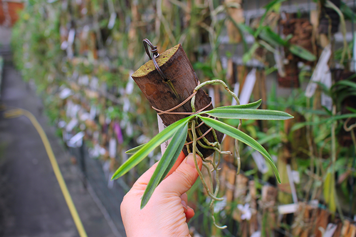 Neofinetia falcata Kisyu Sekko.jpg